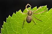 zwartrugrenspin (philodromus dispar) 5-2012 8522